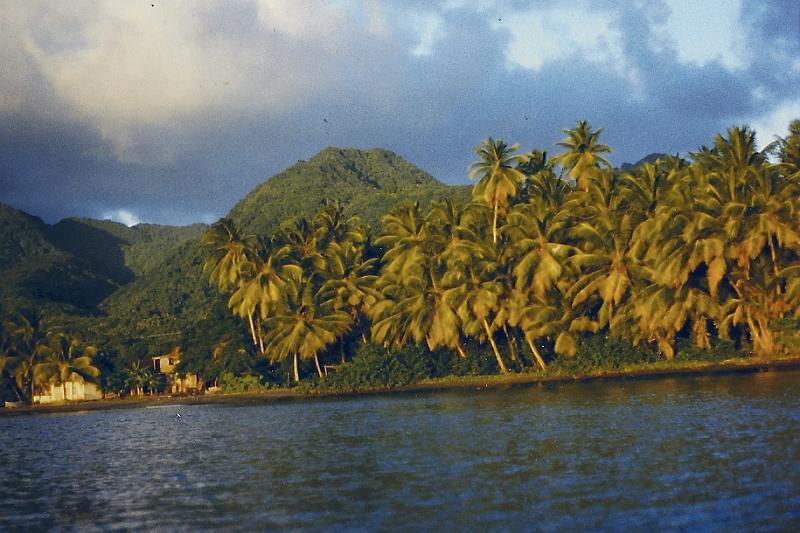 sc0003a17f.jpg - This is our first night's anhorage. It was off the shores of the Island of Dominica.  This picture is of the Palm Trees on shore as we sailed into the harbor.  No motor, it was one of those sail into the bay, with out a motor, then drop the sails, then turn into the wind, now drop the anchor just just as the boat stops silently gliding forward, and the wind just starts pushing the boat backwards so as to pull against the anchor chain!  Perfect!  First thing in the morning we dingyed up a small river, Indian River, it looked like a scene out of Disneyland - The Mangrove trees looked as if they wer reaching out for us.