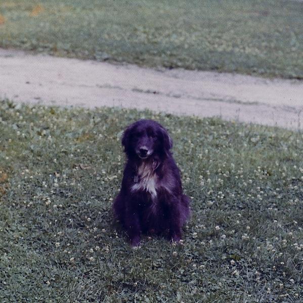 sc000392d2.jpg - No house is complete with out a loyal dog, and Tippy was as loyal as they got.  The house was rented out to post college students.  And we all took off for different parts of the world and left poor Tippy behind.  He was not there when we returned 2 years later.
