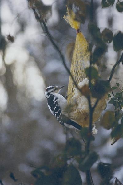 sc000cb59701.jpg - Downy Woodpecker handing from Dad's suit feeder.